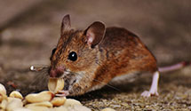 24 Hour & Emergency Exterminators in Laceyville, PA
